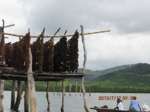 MVLs hoisted above sea shows  a new approach to seaweed farming.