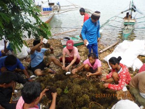 Concerted effort. Beneficiaries gather in circle and join hands in wrapping seaweed around one set of MVL. 